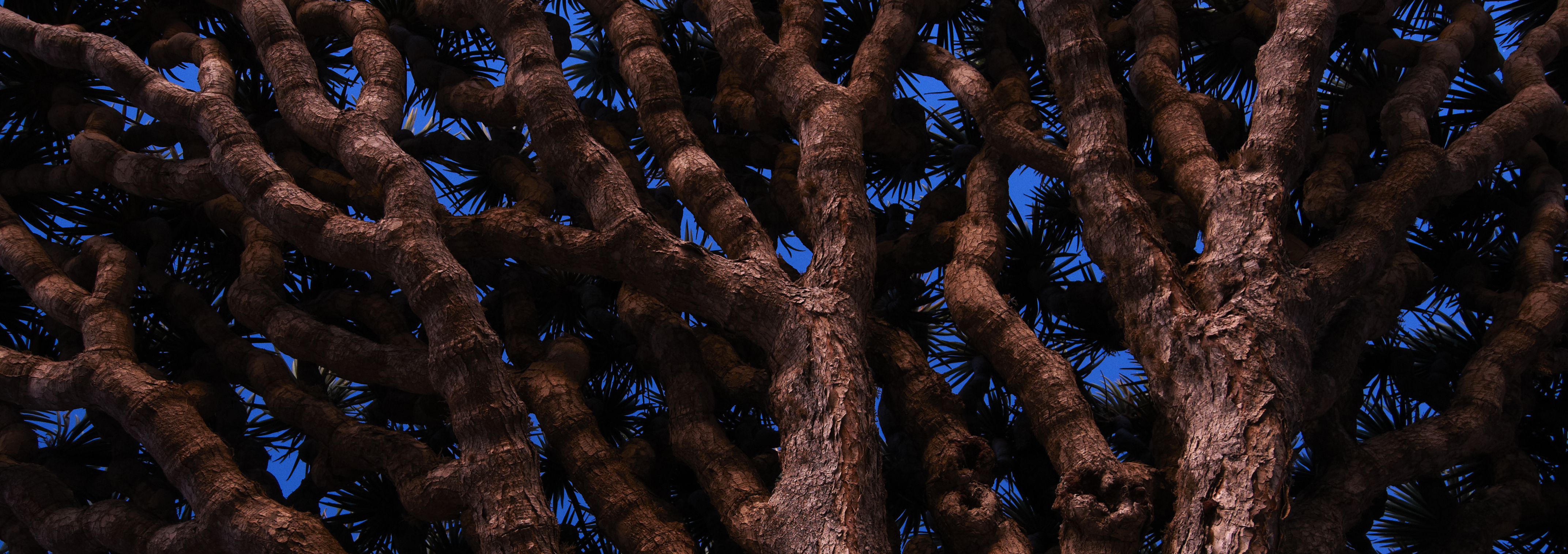 _dsc0215-1-2